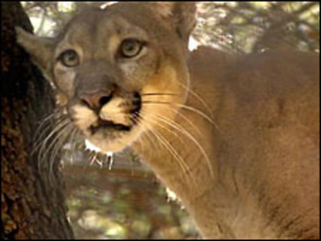 Lobo y puma online