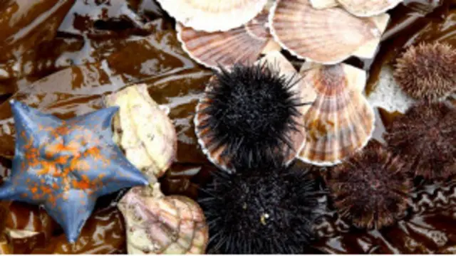 Рыба (фото Дмитрия Климова)