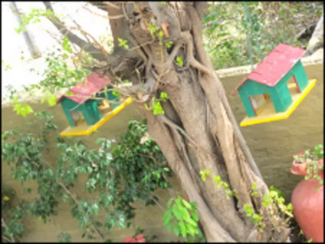 पेड़ों पर टंगे चिड़ियों के घर जिनमें दाने और पानी का भी इंतजाम है.
