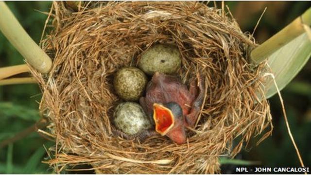 Ку-ку! Как кукушки красят свои яйца для подмены? | Дарвиновский музей | Дзен