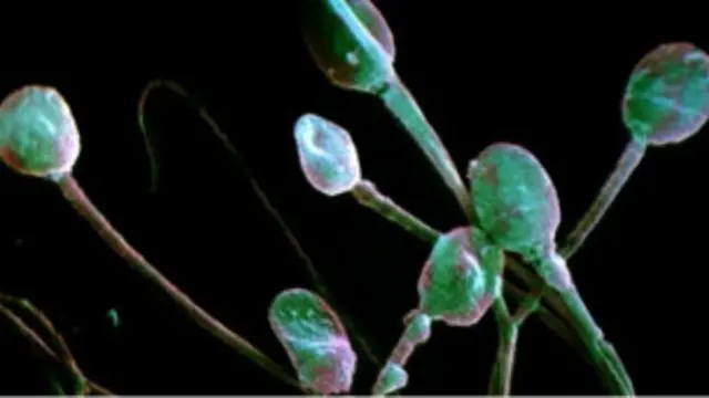 விந்தணுக்கள் நுண்ணறிவுத் திறனை அடுத்த தலைமுறைக்கு கொண்டுசெல்லாது