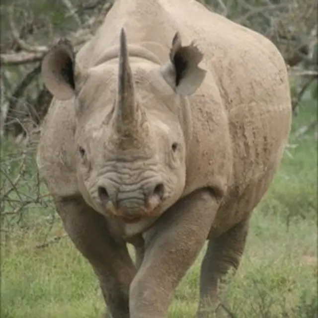 Populasi badak Afrika kembali terancam