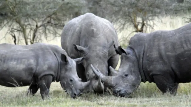 Badak putih di Afrika timur