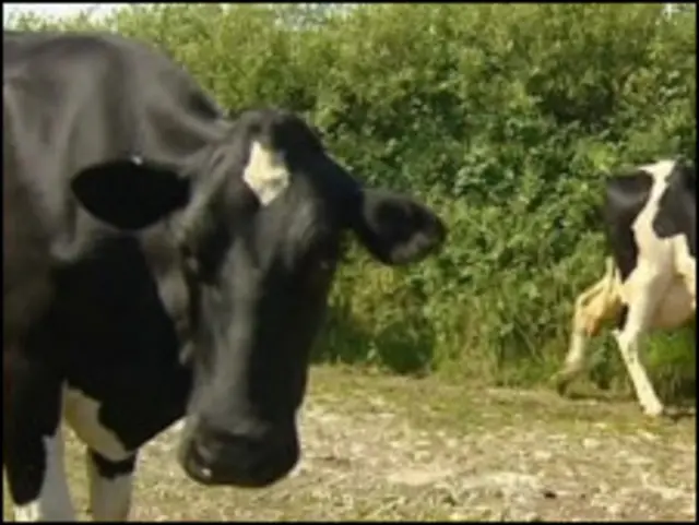 牛羊打嗝排放溫室氣體