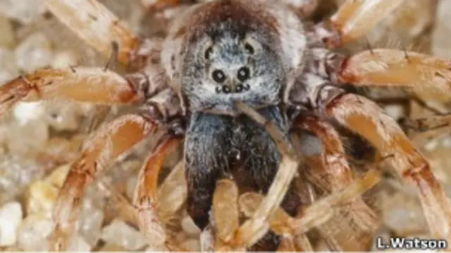 Пауки-волки