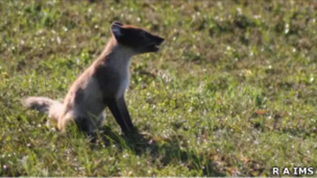 Самка песца