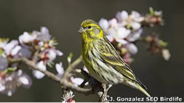 Verdecillo. Foto A. J. González. SEO/Birdlife