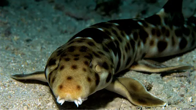 animal mas raro del mundo tiburon