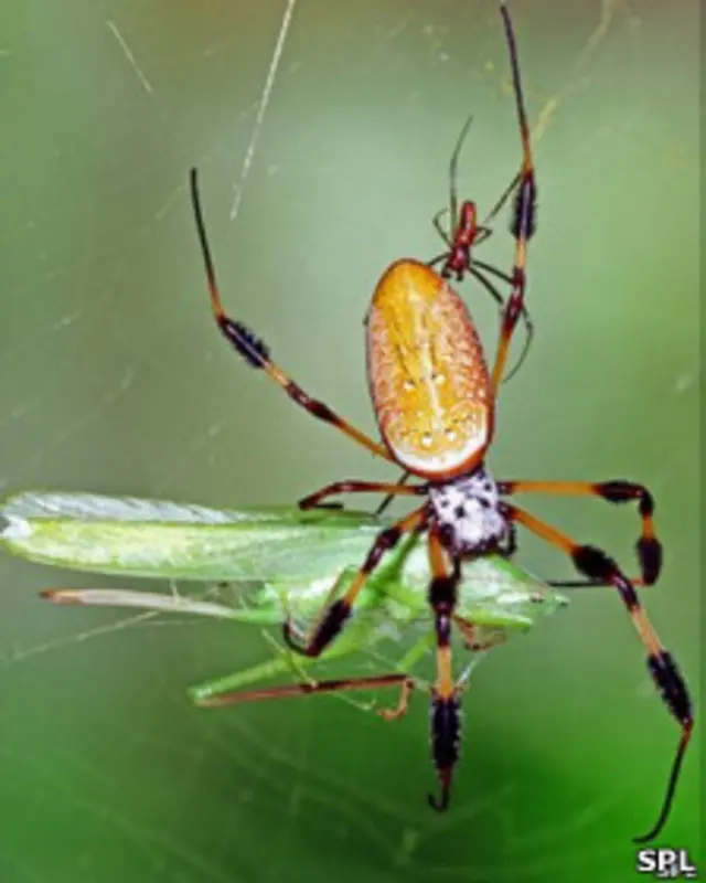 Паук-золотопряд
