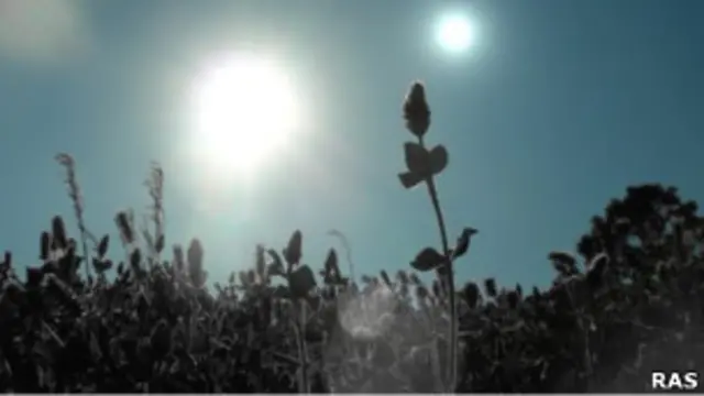 تصویر خیالی از گیاهان در سیاره ای با دو خورشید