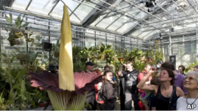 Amorphophallus titanum