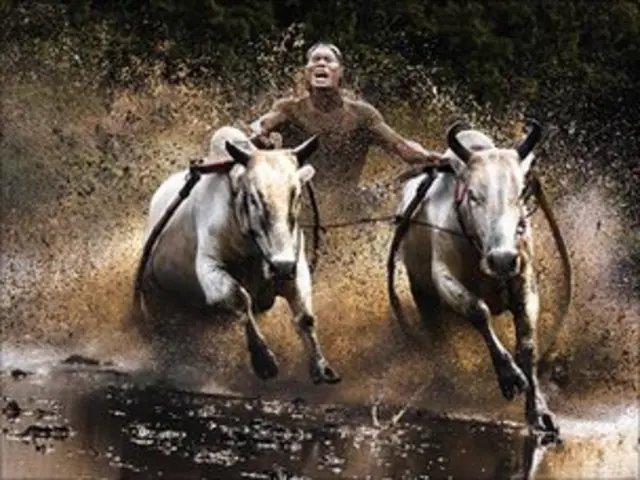 جایزه "عکاس آزاد سال" به چان کواک هونگ برای عکس های "مسابقه گاومیش دوانی" اهدا شد