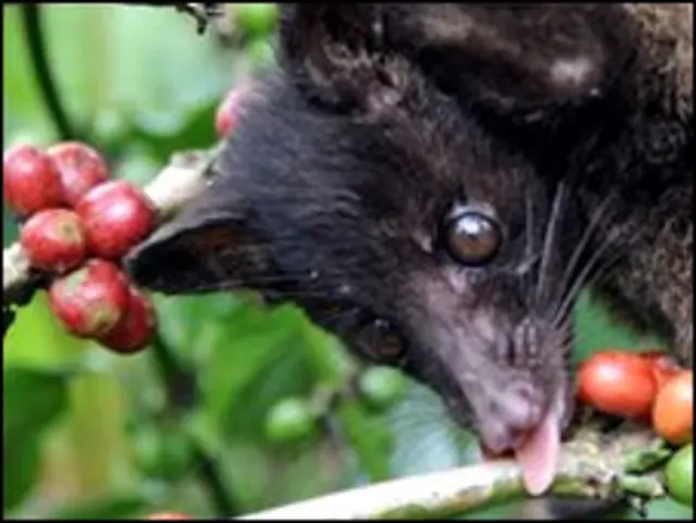 سی ویٹ کافی