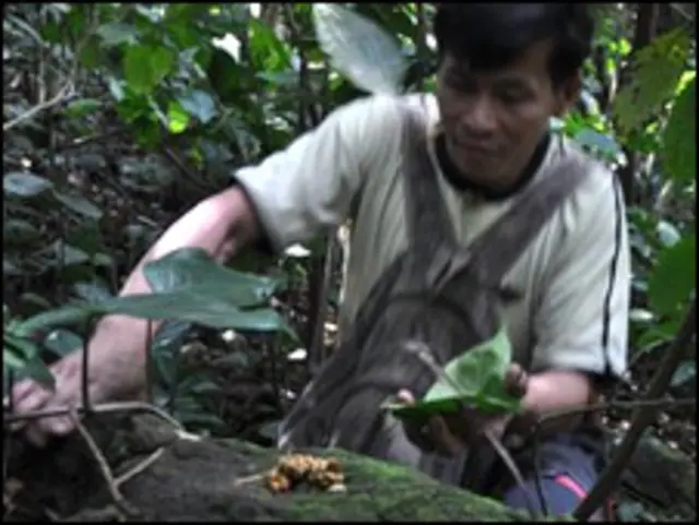 سی ویٹ کافی