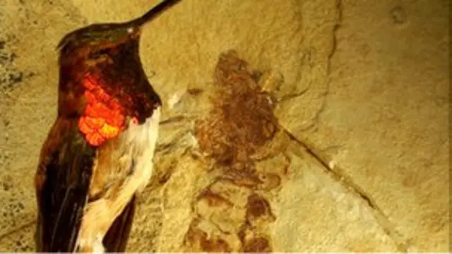 Fosil semut purba Wyoming seukuran dengan burung hummingbird