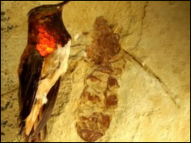 जीवाश्म 