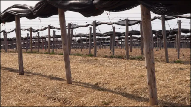 Người Hmong có nghề trồng nhân sâm tại vùng Wisconsin