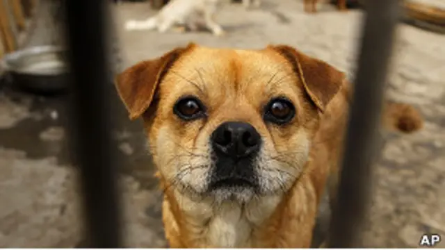 Одна из спасенных в Китае собак