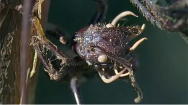 Hormiga zombi Foto: BBC