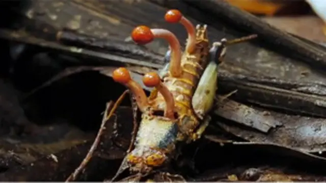 Insecto infectado por hongo