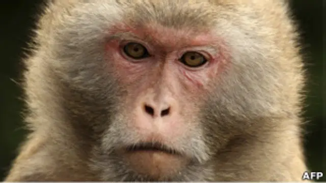 سلالة القردة التي اجريت عليها التجربة