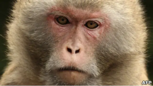 Macaco rhesus (AFP)