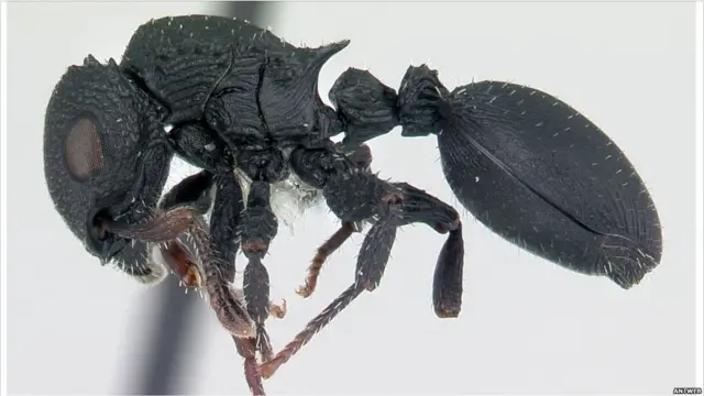 Semut dalam gambar 3D