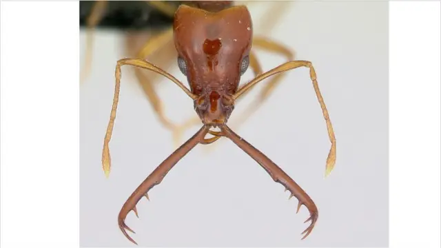 Semut dalam gambar 3D