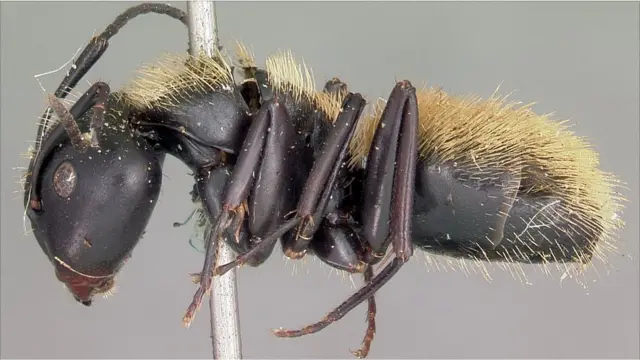 Semut dalam gambar 3D