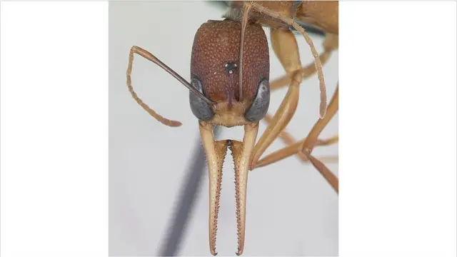 Semut dalam gambar 3D