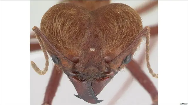 Semut dalam gambar 3D