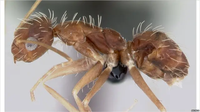 Semut dalam gambar 3D