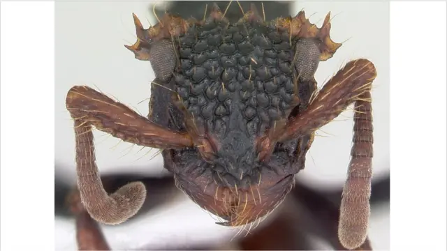 Semut dalam gambar 3D