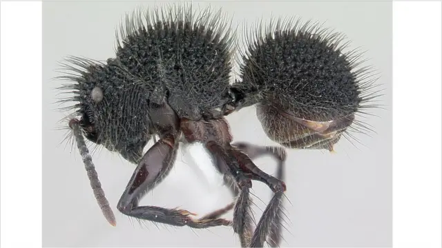 Semut dalam gambar 3D