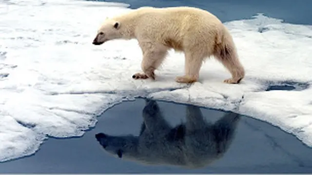 خرس های قطبی در میانه دعوای طرفداران محیط زیست و هواداران حفاری نفتی در آلاسکا گرفتار شده اند