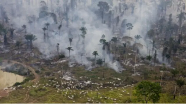 Pembukaan hutan di Amazon, Brasil meningkat drastis tahun ini.