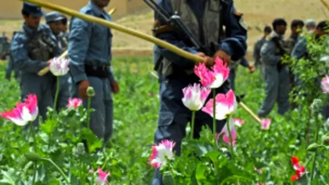 د نشه يي توکو پر ضد د مبارزې وزارت چارواکي وايي د ملي دفاع وزارت ورسره د کوکنارو د اړولو په برخه کې د همکارۍ ژمنه وکړه. 