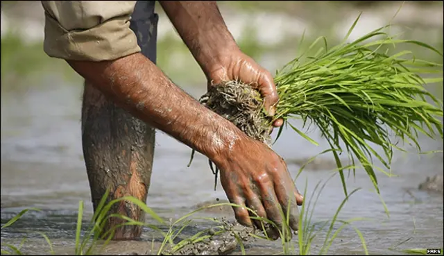 کشاورزی تنها گروه اصلی اقتصادی است که رشد آن مثبت گزارش شده است