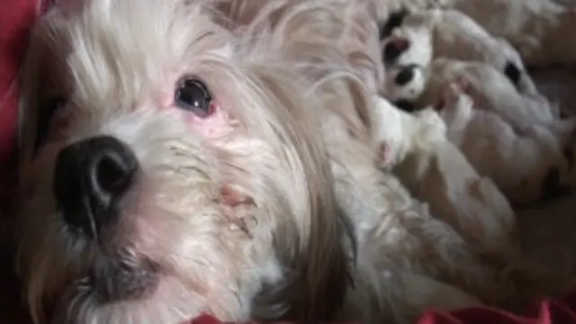 نمایی از فیلم "زندگی سگی" ساخته حنا مخملباف