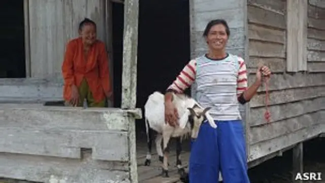 Agar tidak tergantung kepada hutan, para janda itu diberi kambing untuk memenuhi kebutuhan hidup.