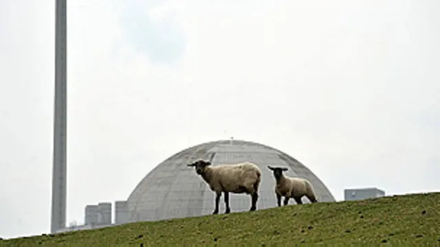 Unas ovejas pastan delante de una central nuclear
