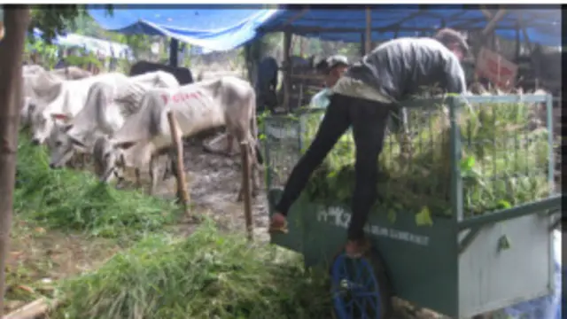 Sejumlah sapi lokal di peternakan Indonesia.