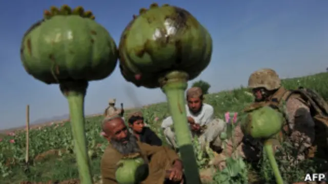 На маковом поле в Афганистане