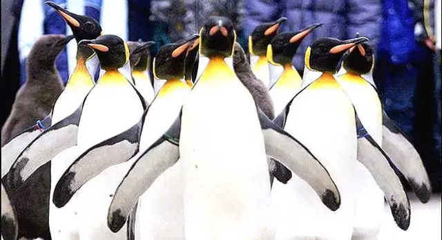 Pingüinos Emperador