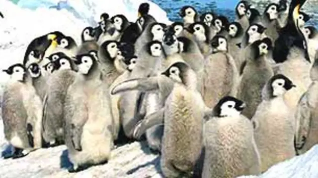 Pingüinos Emperador