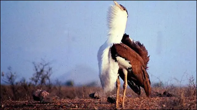 सोन चिरैया