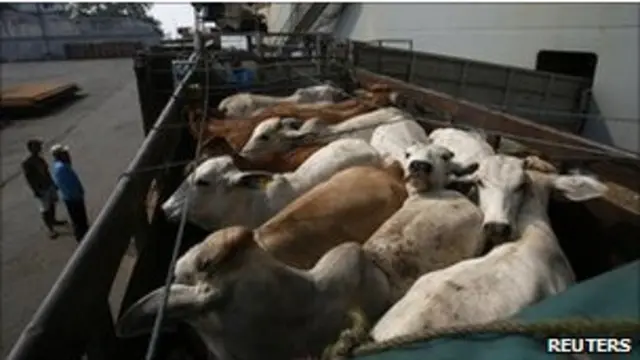 Australia memasok banyak sapi hidup ke pasar ternak Indonesia