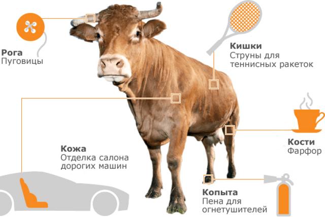 Копытная гниль у коров, овец, коз: причины, симптомы и лечение | компания NITA-FARM