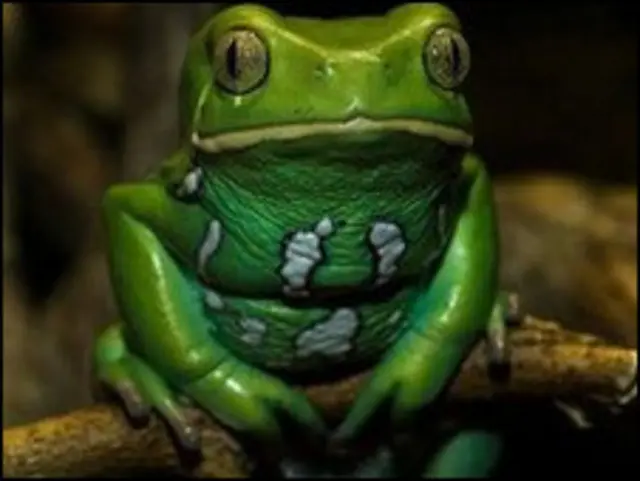 वैक्सी मंकी मेढक से होगा इलाज