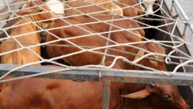 Sapi impor dari Australia